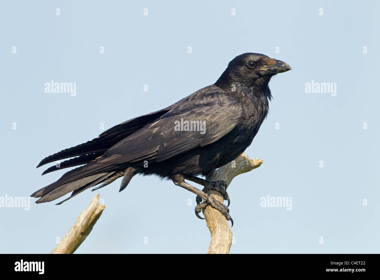 Carrion Crow Corvus corone Foto Stock