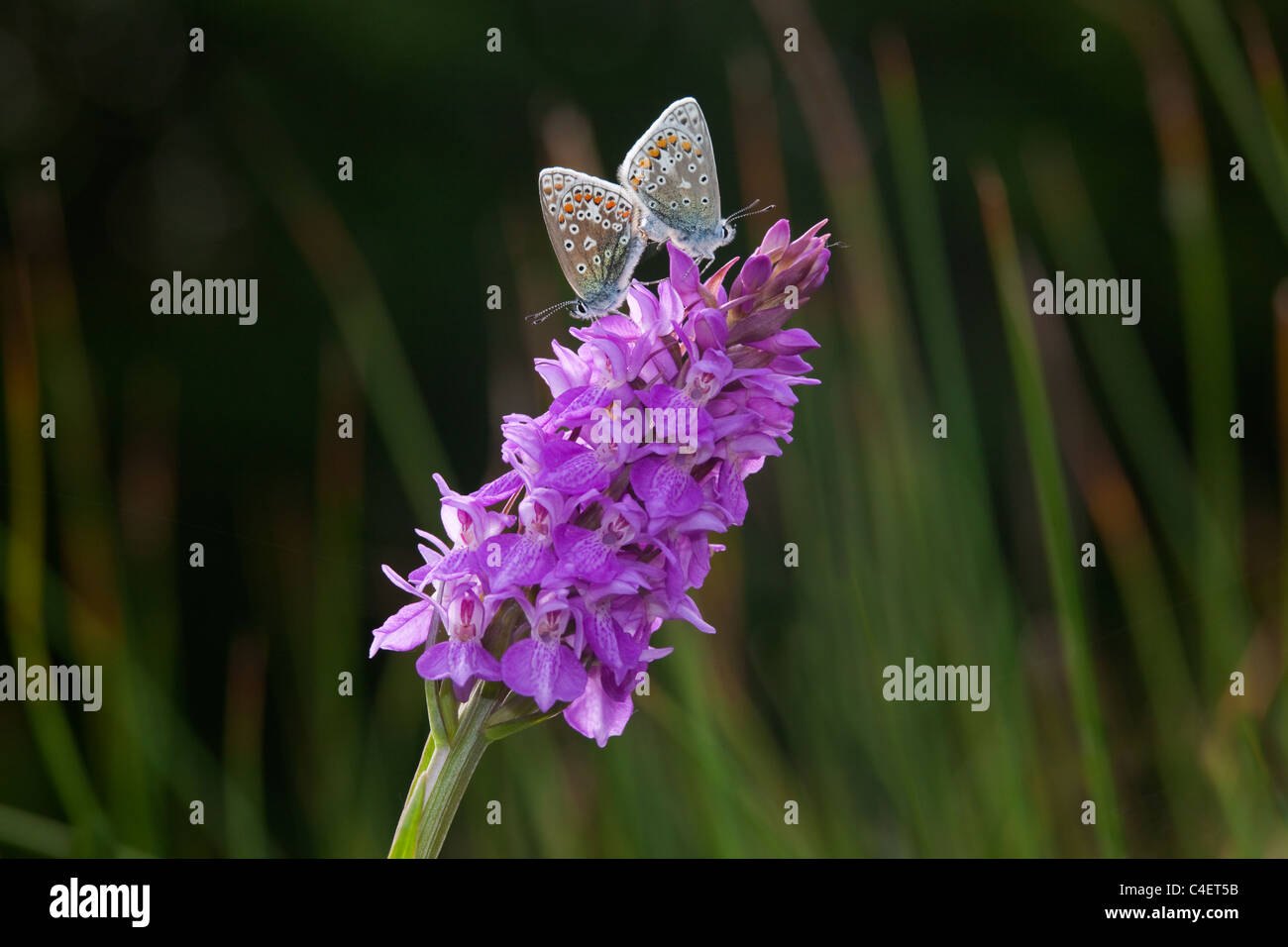 Blu comune Polyommatus icarus coniugata a Marsh orchid Foto Stock