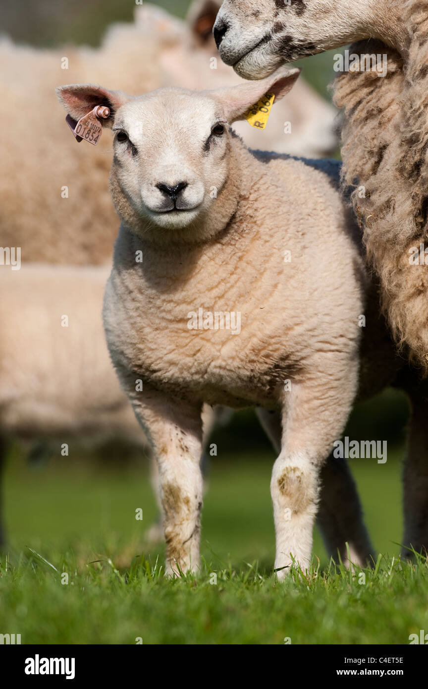 Beltex agnello in primavera. Foto Stock
