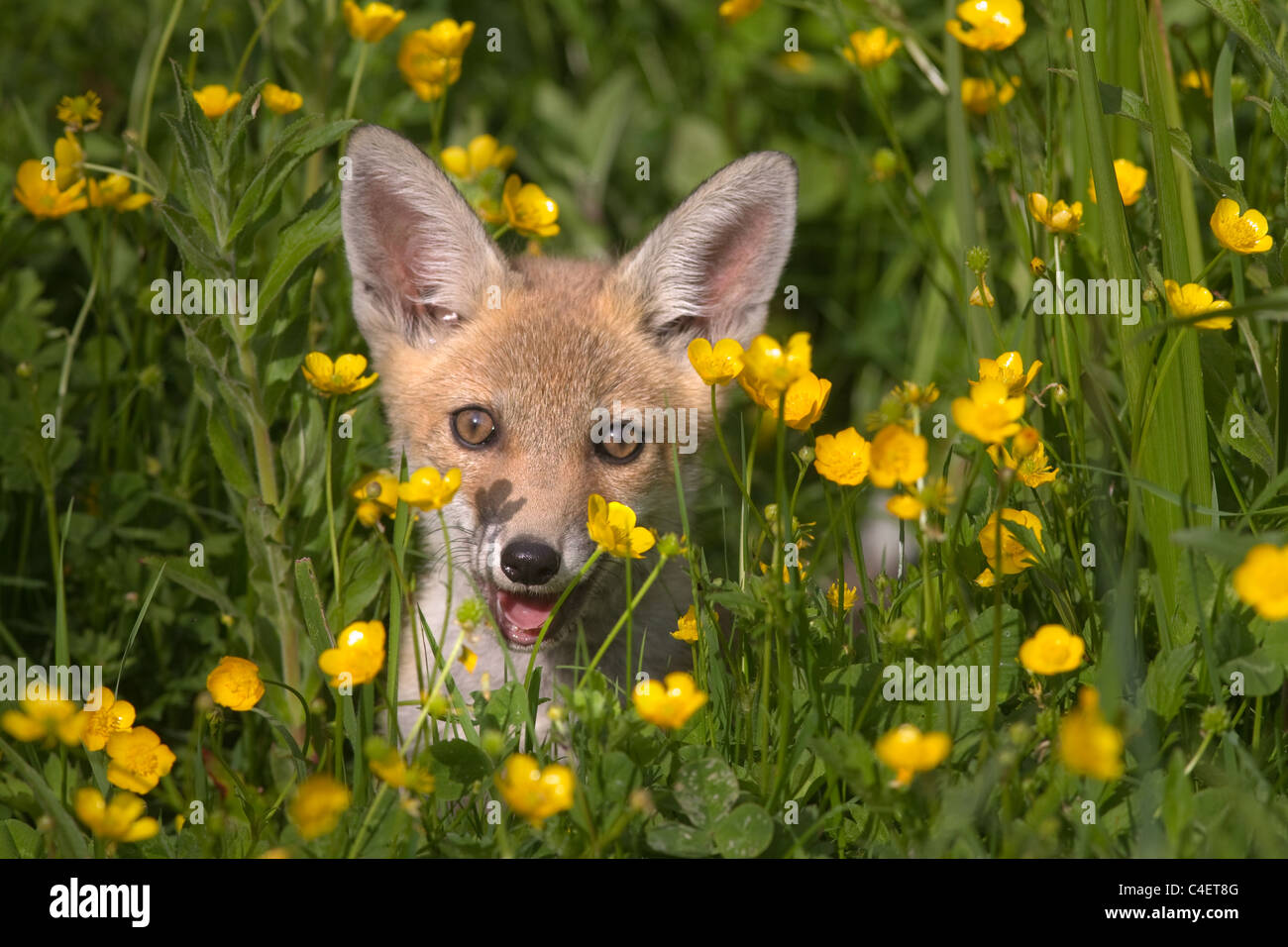 Fox cub Vulpes vulpes avventurarsi fuori di den in terreni agricoli Foto Stock