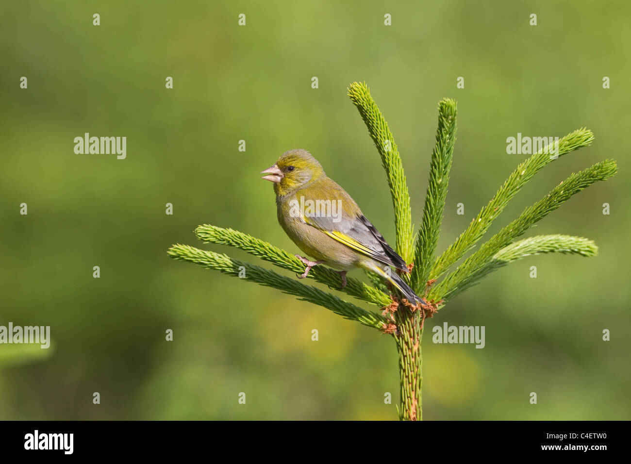 Carduelis cloris, verdeggiante, arroccato nel Hedgerow nella campagna norfolk Foto Stock