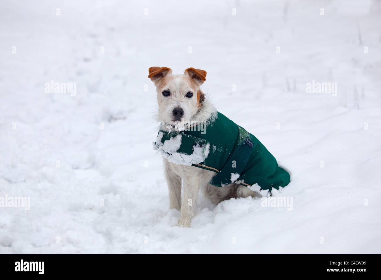 Jack Russell Terrier nel cane cappotto nel freddo inverno Neve Norfolk Foto Stock