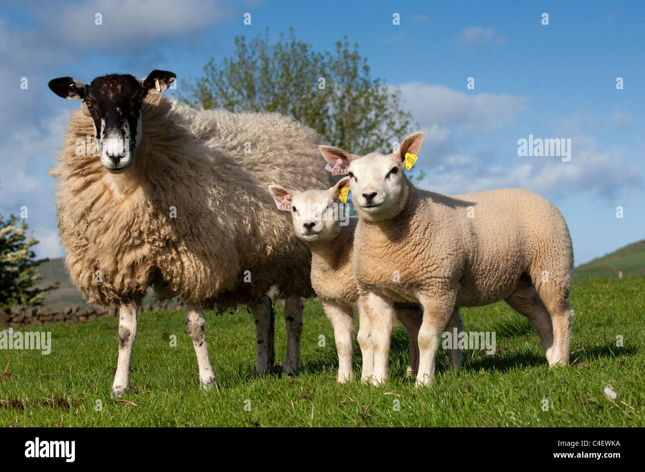 Pedigree Beltex agnelli sul mulo recipent pecore, prodotta come trapianti di embrioni. Foto Stock