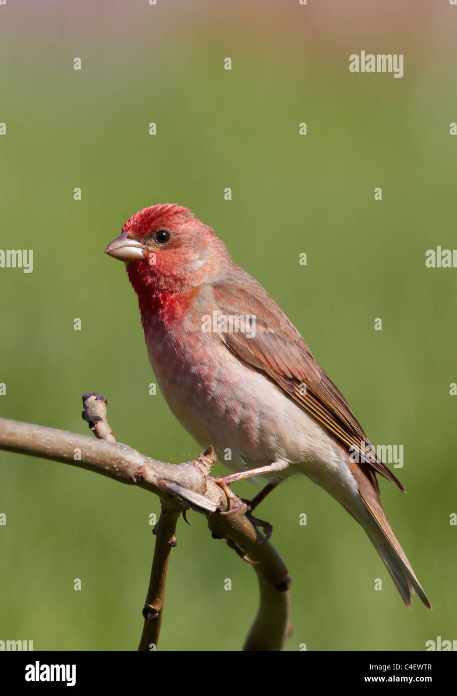 Comune (Rosefinch Carpodacus erythrinus), maschio appollaiato su un ramoscello. La Finlandia. Foto Stock