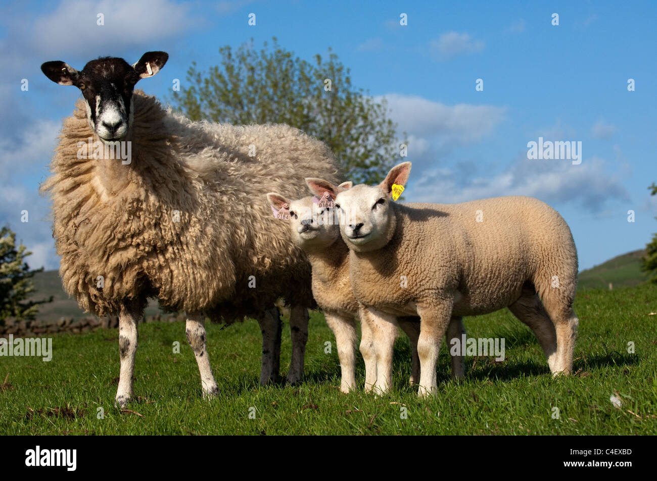 Pedigree Beltex agnelli sul mulo recipent pecore, prodotta come trapianti di embrioni. Foto Stock