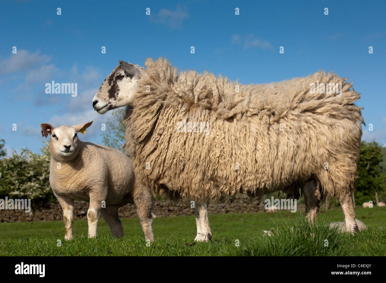 Pedigree Beltex agnelli sul mulo recipent pecore, prodotta come trapianti di embrioni. Foto Stock