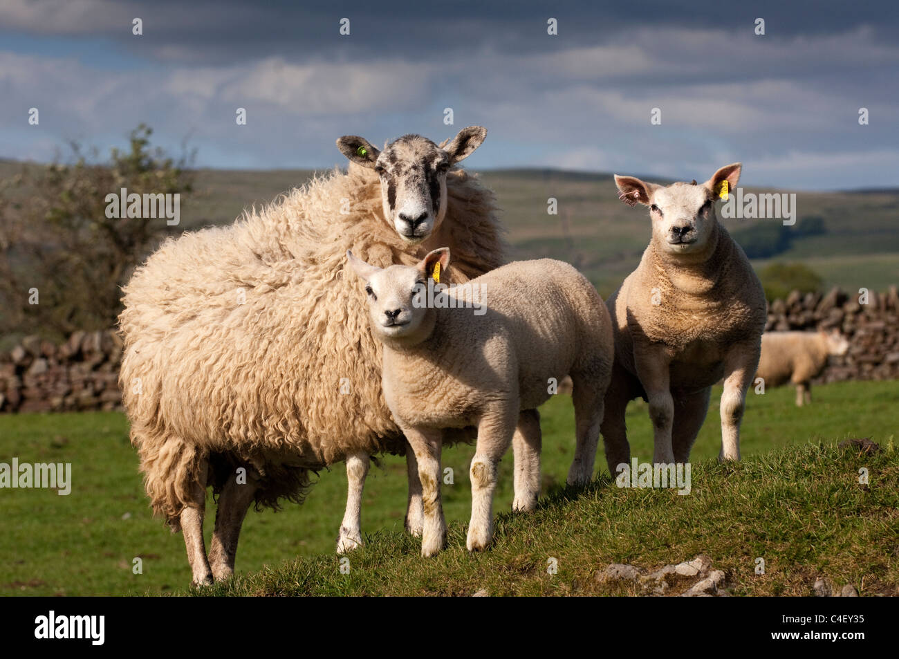 Pedigree Beltex agnelli sul mulo recipent pecore, prodotta come trapianti di embrioni. Foto Stock