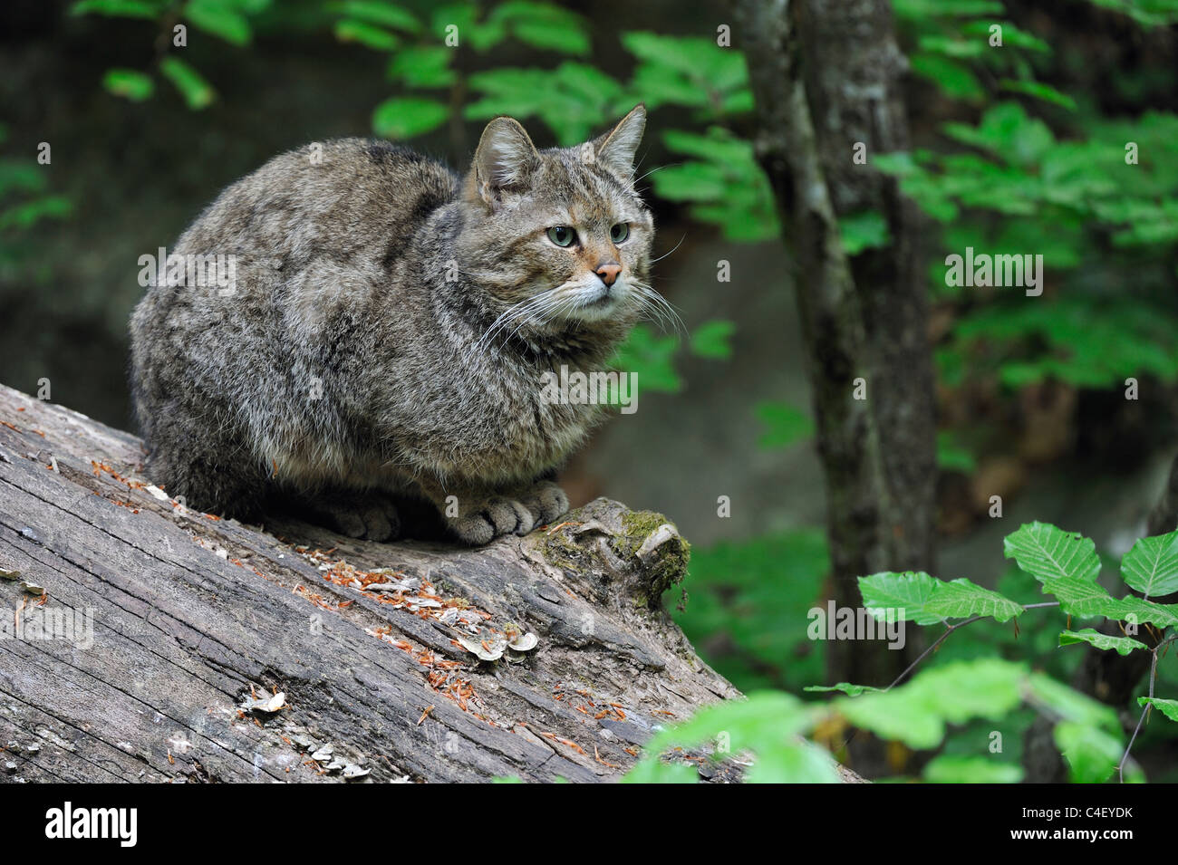 Il gatto selvatico (Felis silvestris) poggiante su albero caduto tronco nel bosco Foto Stock