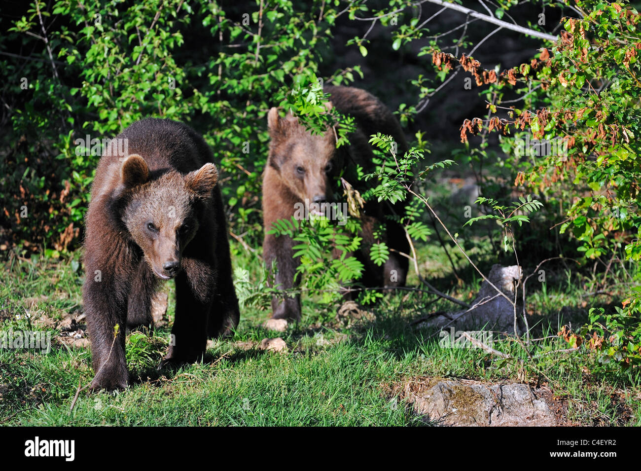 Due giovani Eurasian l'orso bruno (Ursus arctos) emergente dalla tra arbusti nel bosco, parco nazionale della Foresta Bavarese, Germania Foto Stock