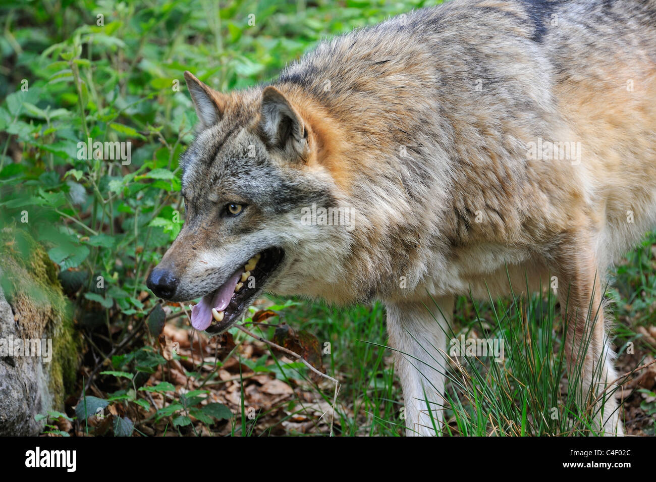 Unione Lupo (Canis lupus) stalking preda attraverso boccole, foresta bavarese, Germania Foto Stock