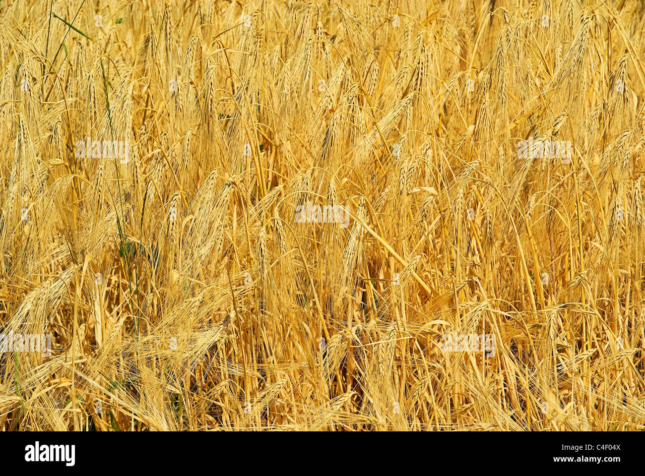 Roggenfeld - campo di segale 12 Foto Stock