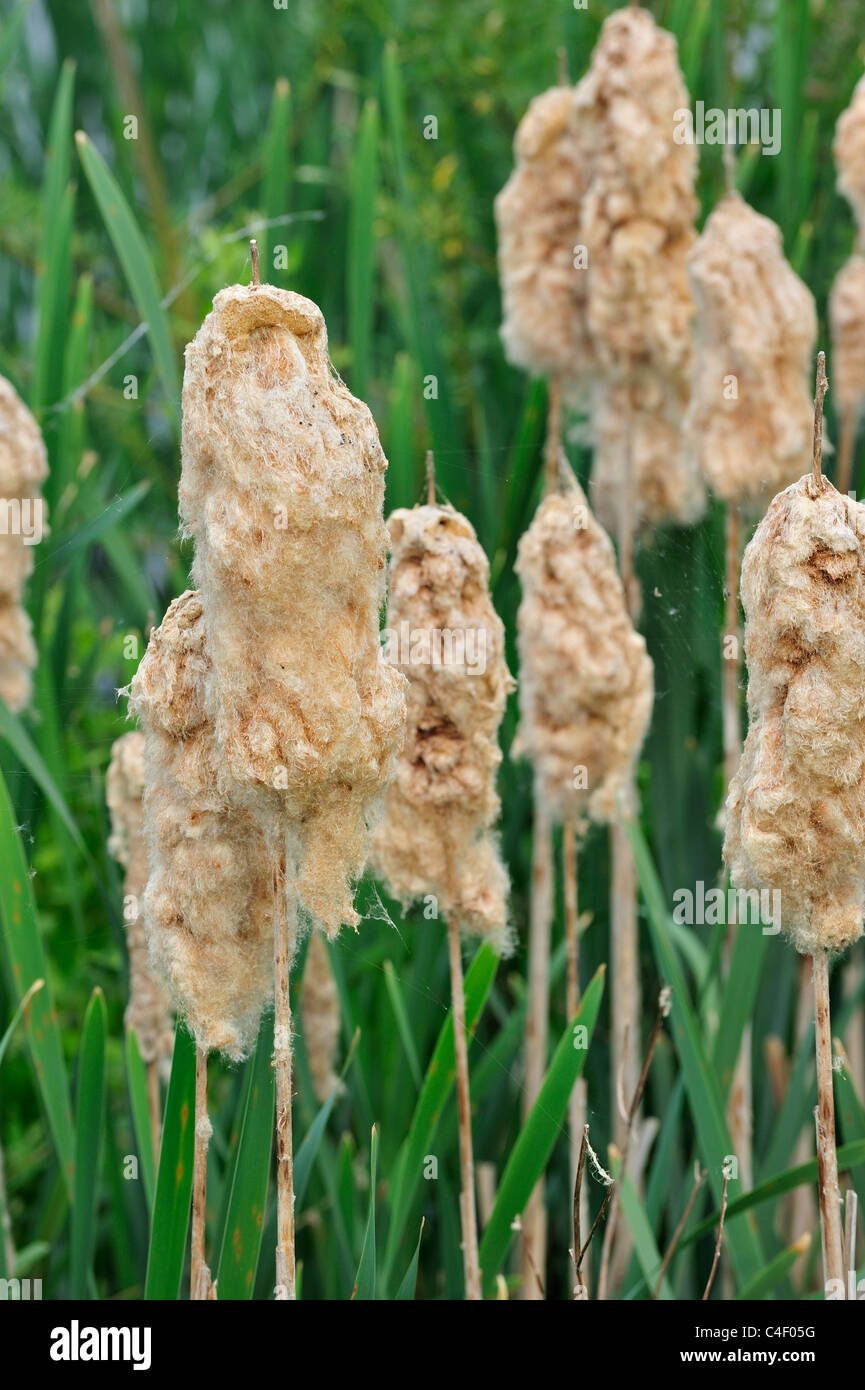 Comune / maggiore giunco / latifoglie tifa / Grande Reedmace (Typha latifolia) fluffy teste di seme che costeggia il lago in primavera Foto Stock