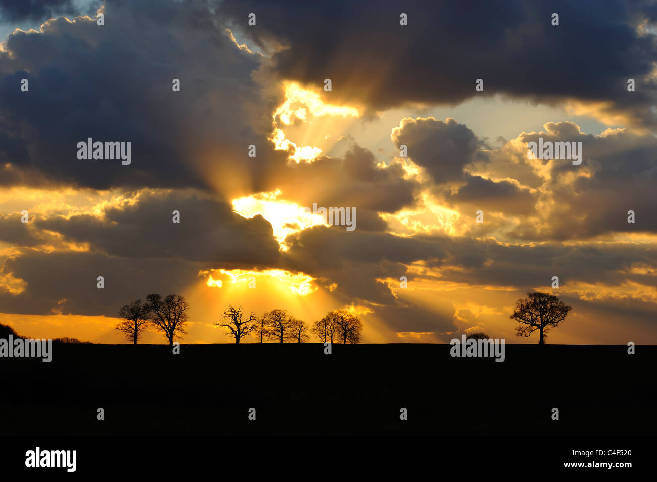 Tree,Tramonto,skyline,nuvole,storm,raggi,luce,alberi Foto Stock