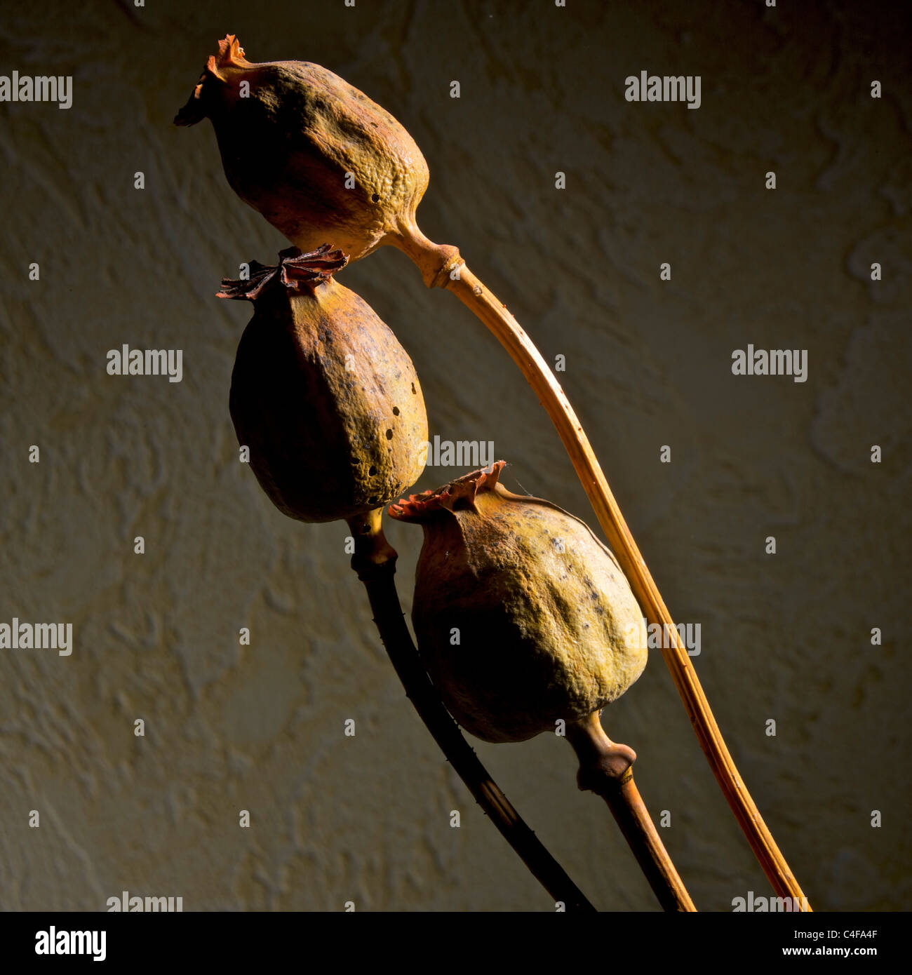 Teste di semi di papavero essiccate visualizzate su uno sfondo morbido e neutro in una disposizione tranquilla e artistica Foto Stock
