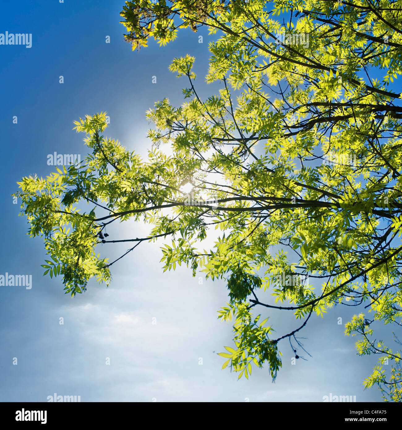 Foglie verdi vivaci illuminate dalla luce del sole contro un cielo blu limpido in un ambiente all'aperto sereno Foto Stock