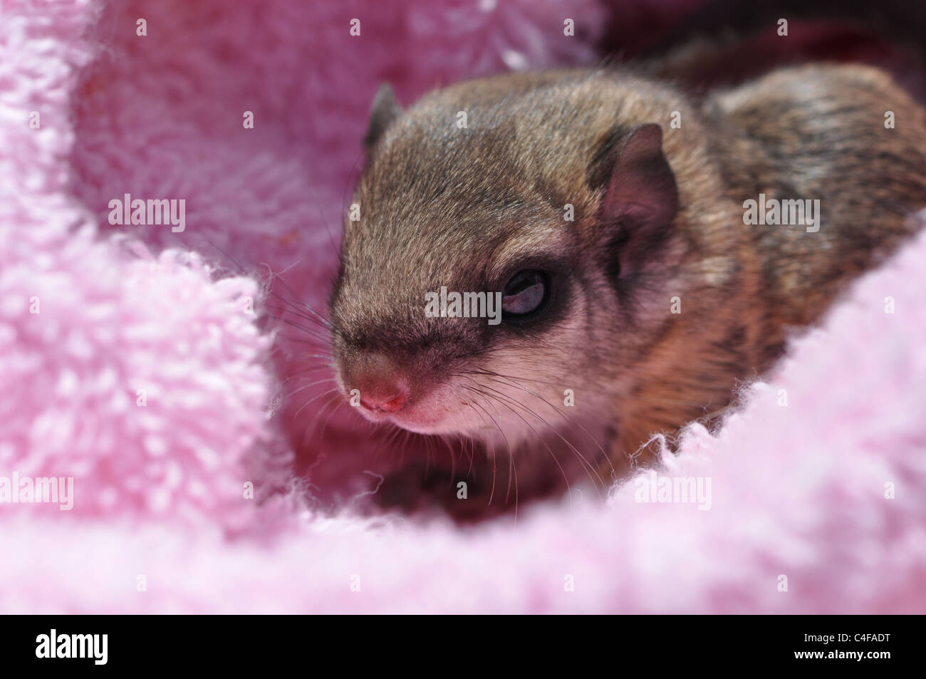 Primo piano di un bimbo singolo scoiattolo battenti (Pteromyini o Petauristini) annidato in rosa Foto Stock