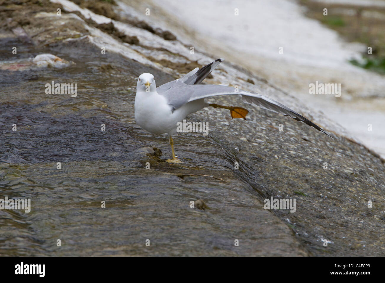 Zampe gialle Gull ((Larus cachinnans) allungamento alare Foto Stock