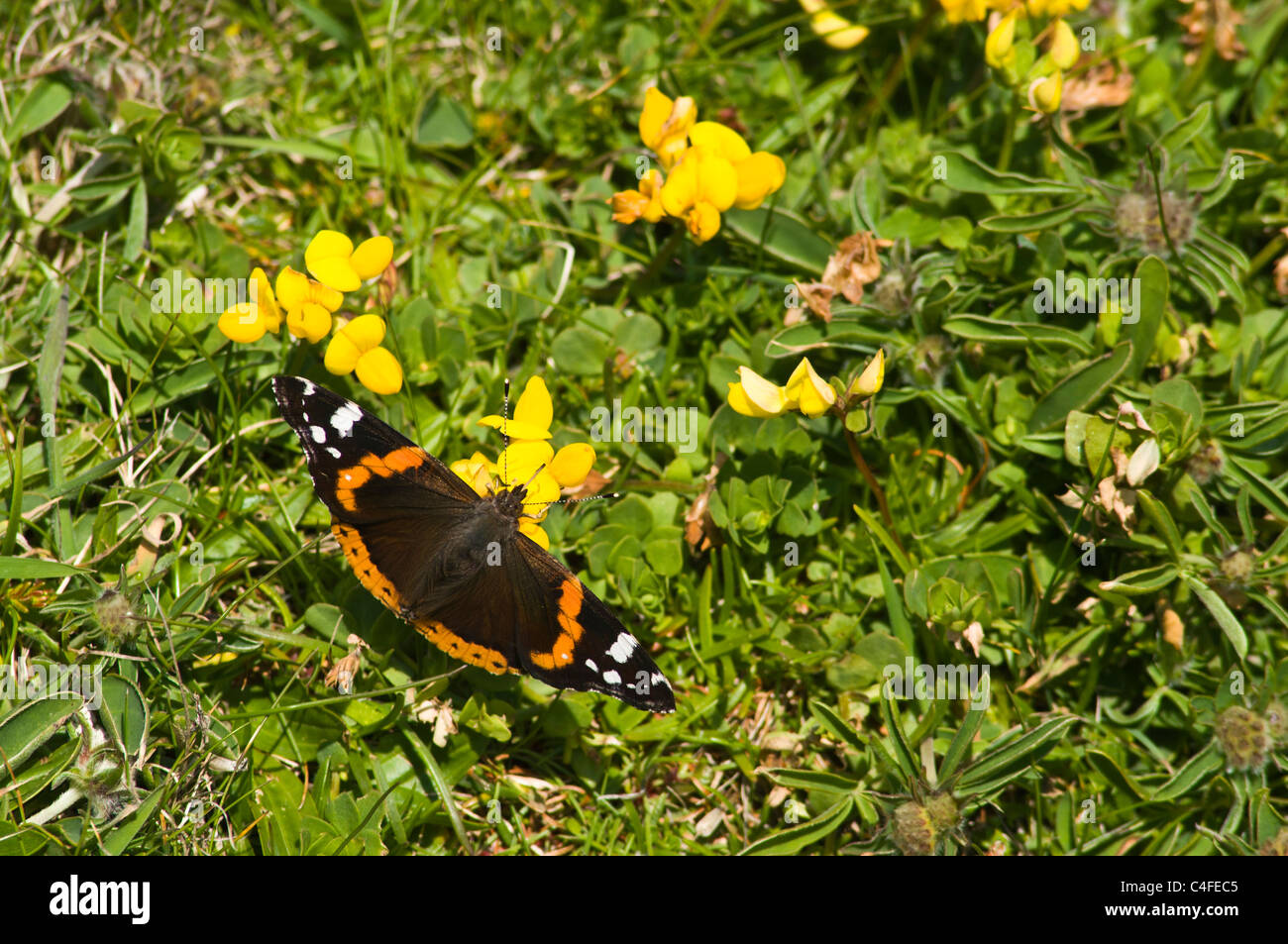 dh Red Admiral farfalle UK SCOZIA Flying Yellow Wildflower uccello piede trifoglio loto coniculatus vanessa atalanta gran bretagna Foto Stock