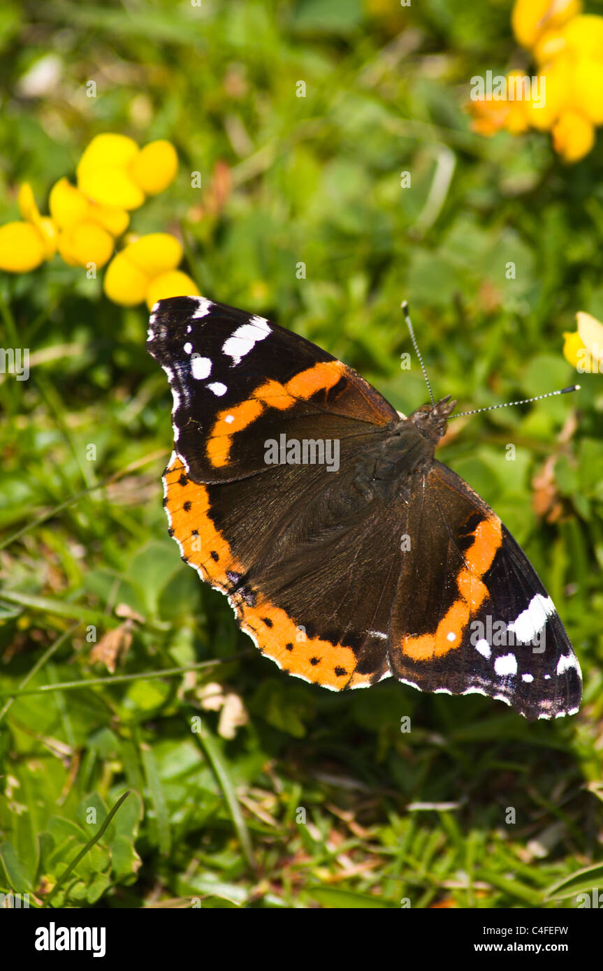 dh Red Admiral farfalle UK SCOZIA Flying Yellow Wildflower uccello piede trifoglio loto coniculatus vanessa atalanta Foto Stock