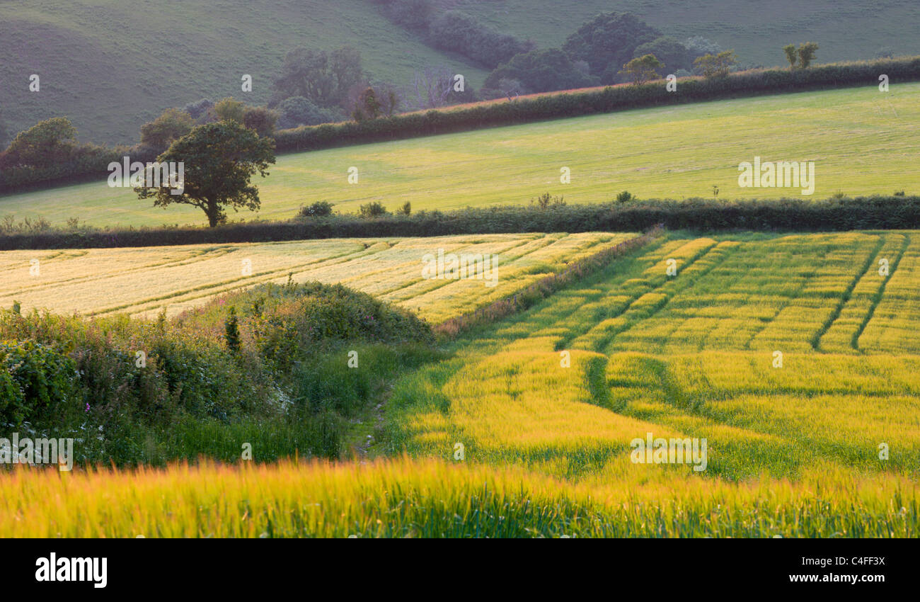 Golden campi di raccolto vicino Lanteglos nel sud della Cornovaglia, Inghilterra. Per il periodo estivo (Giugno 2010). Foto Stock