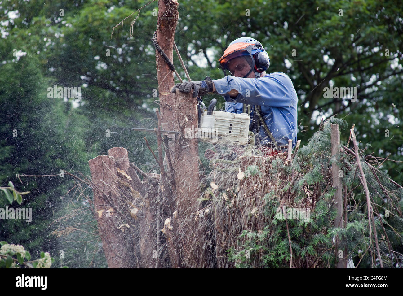 Tree trimming chirurgo si dirama un Leyandii tronco di albero che aveva superato la sua posizione al confine. Foto Stock