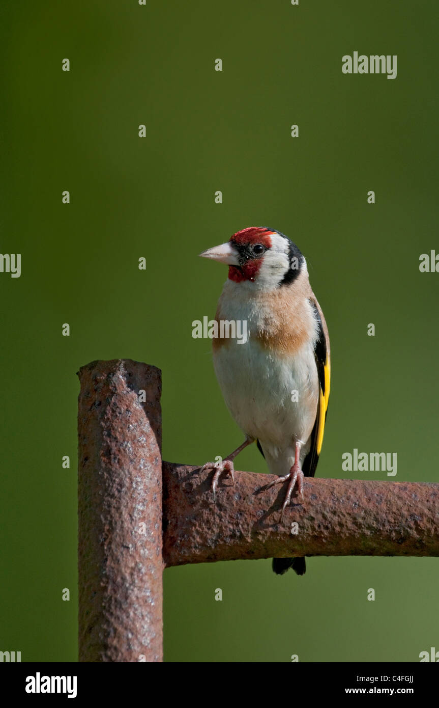 Cardellino europeo (carduelis carduelis) appollaiato sul vecchio cancello arrugginito Foto Stock