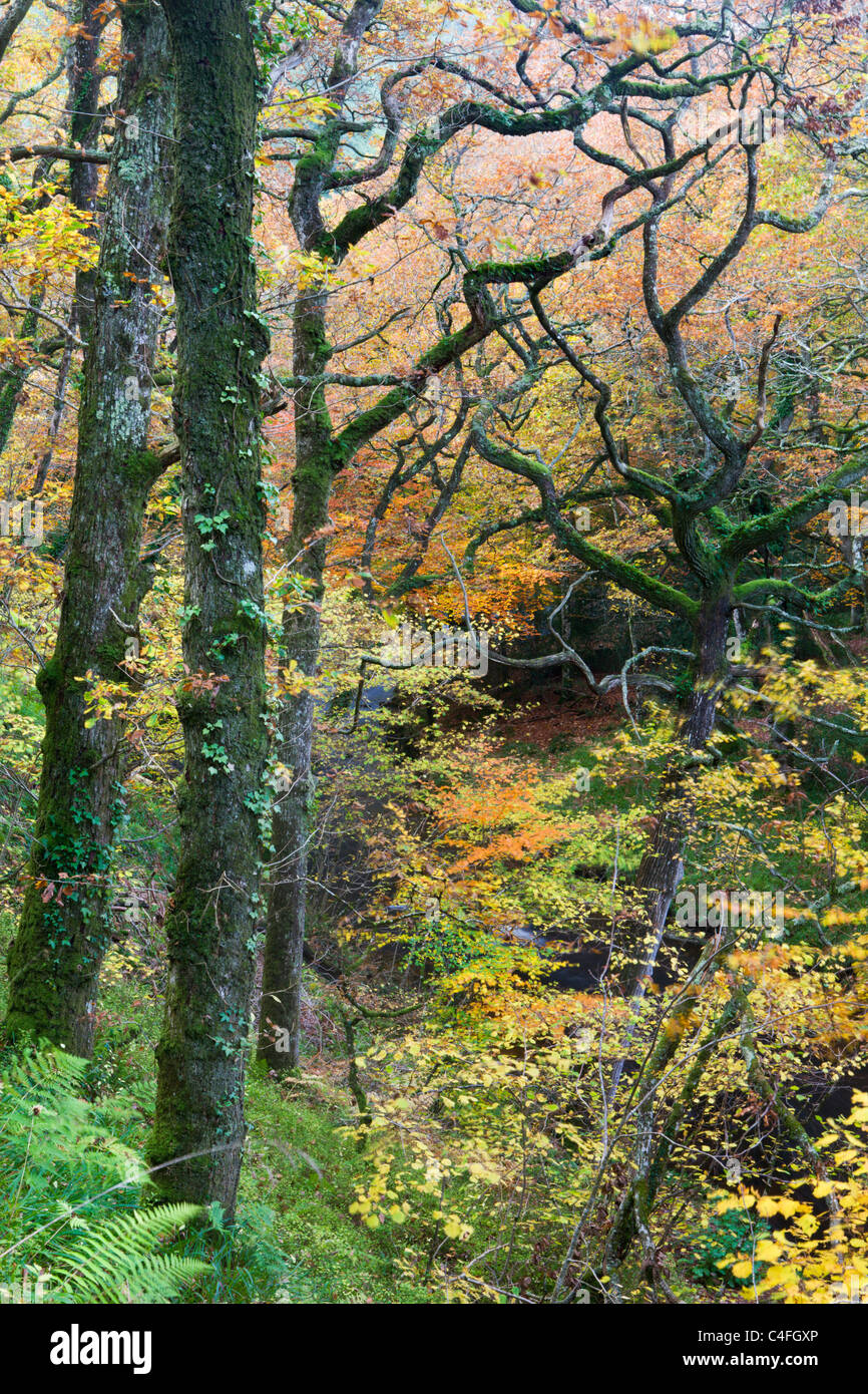 Bosco di latifoglie in piena autunnale di display, Hannicombe legno, Parco Nazionale di Dartmoor, Devon, Inghilterra. In autunno (novembre 2010). Foto Stock