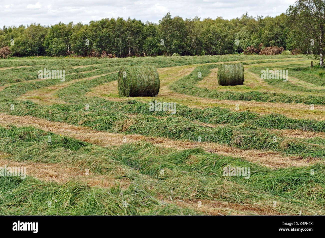 Tempo del raccolto di erba per balle di fieno Foto Stock