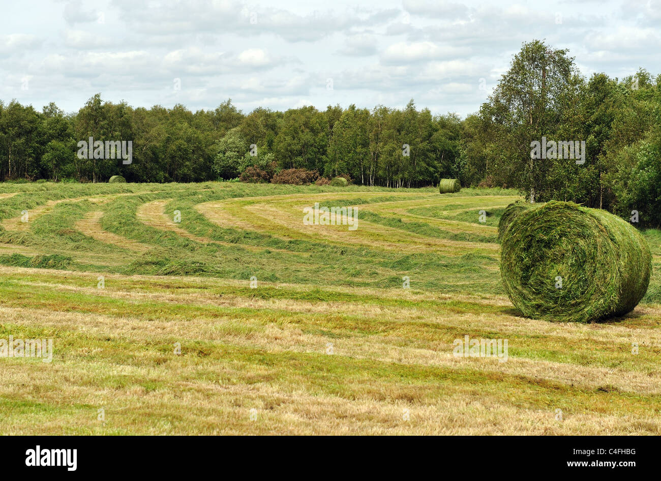 Erba verde per balle di fieno. Tempo del raccolto in estate. Foto Stock