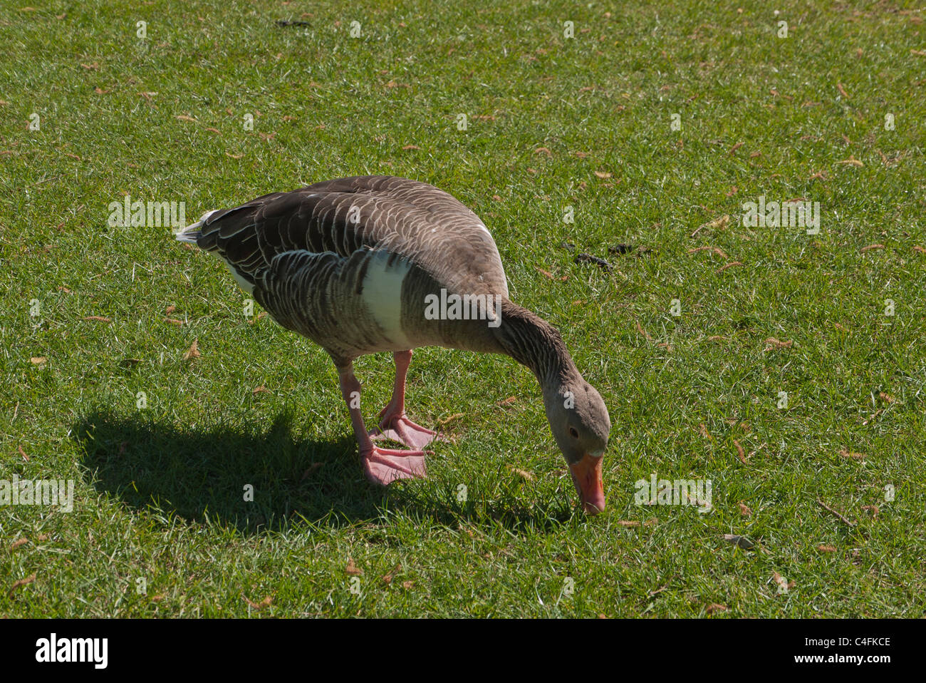 Un lone Graylag goose, Anser anser, un vecchio mondo oca migratori sfiora su erba verde nell'Olympiapark a Monaco di Baviera, Germania. Foto Stock