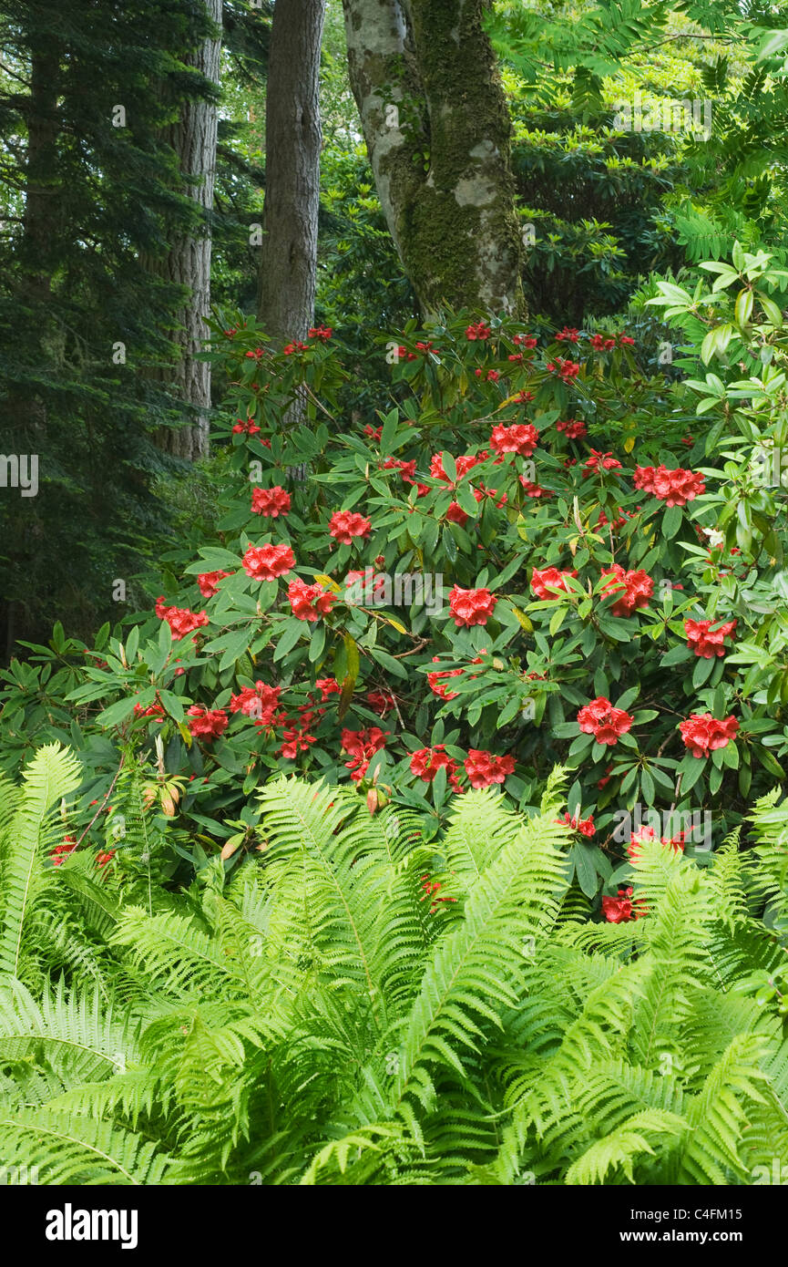 Rododendri in fiore, Inverewe Gardens, Scozia Foto Stock