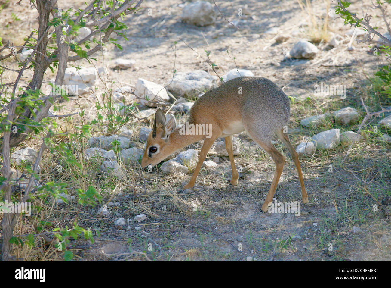 Maschio di Kirk Dik-Dik (Madoqua kirkii) in Etosha National Park, Namibia Foto Stock