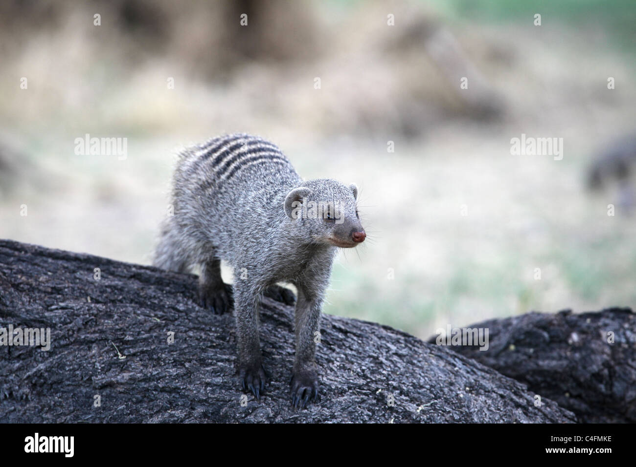 La mangusta nastrati (Mungos mungo) in Etosha National Park, Namibia Foto Stock