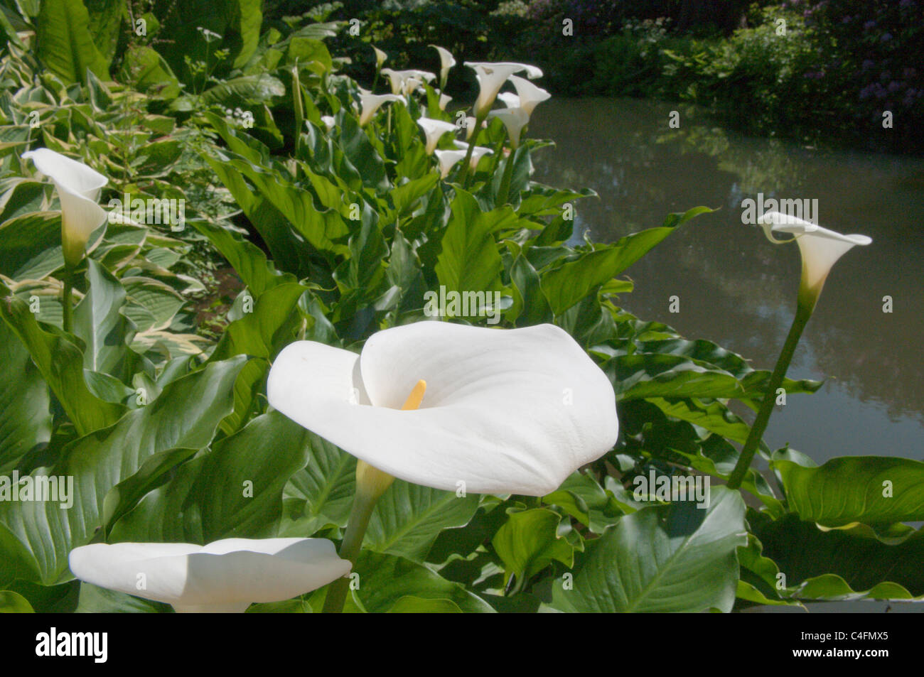 Arum Liley. Sussex, Regno Unito. Giugno Foto Stock