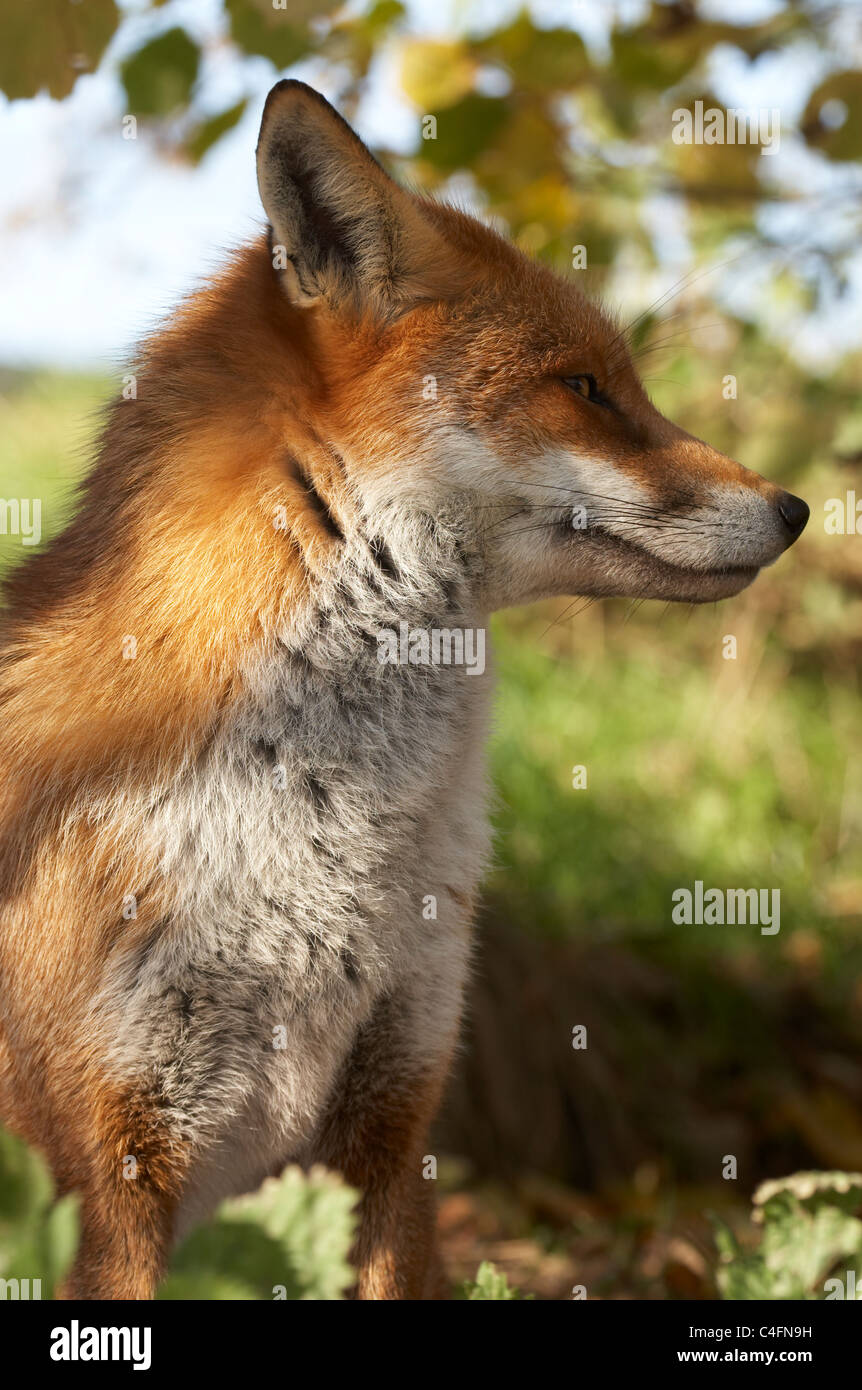 British o unione red fox [vulpes vulpes crucigera], profilo ritratto Foto Stock