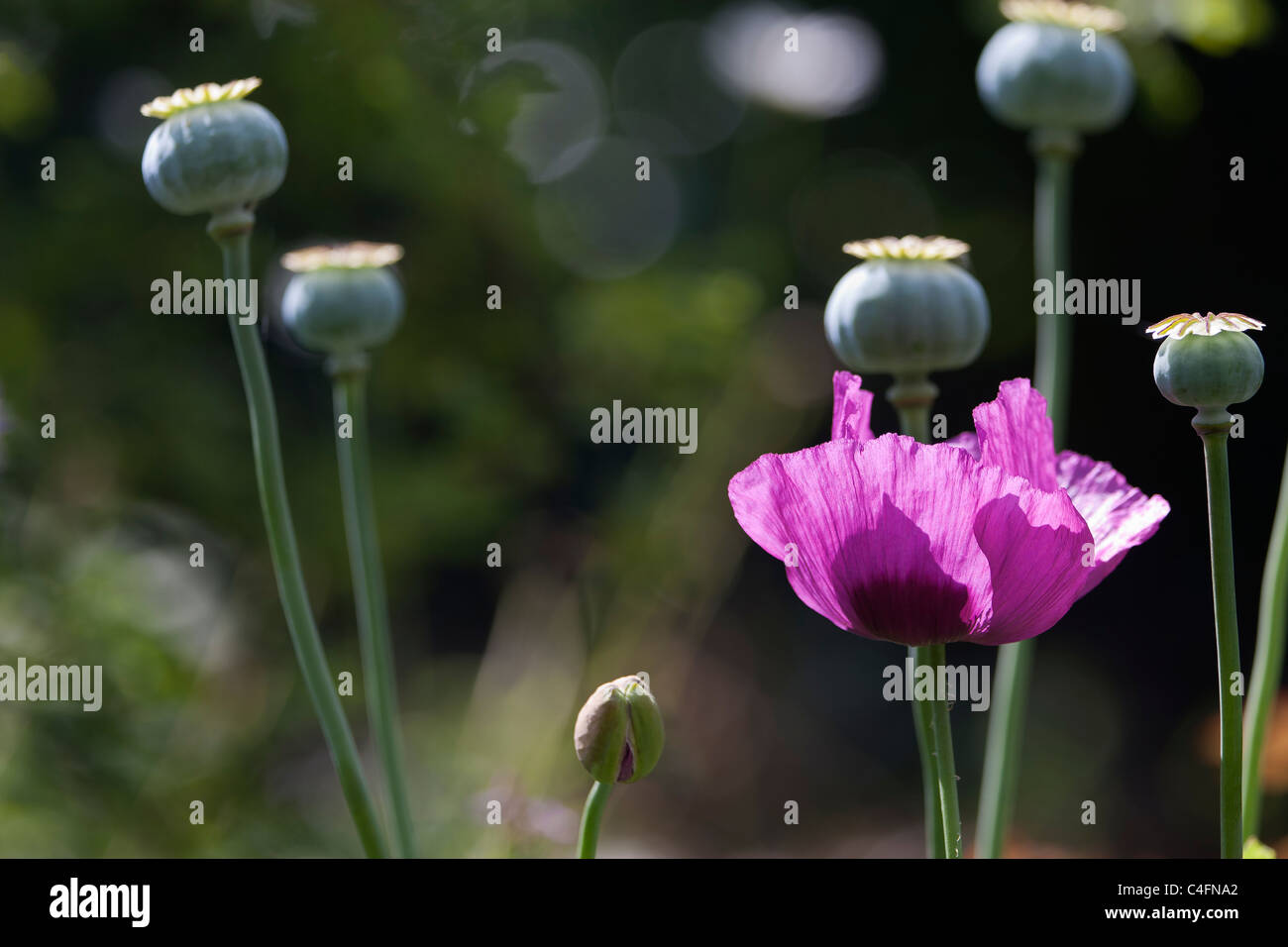 Singolo back lit rosa di papavero da oppio [Papaver somniferum] in un giardino con altri semi di papavero capi Foto Stock