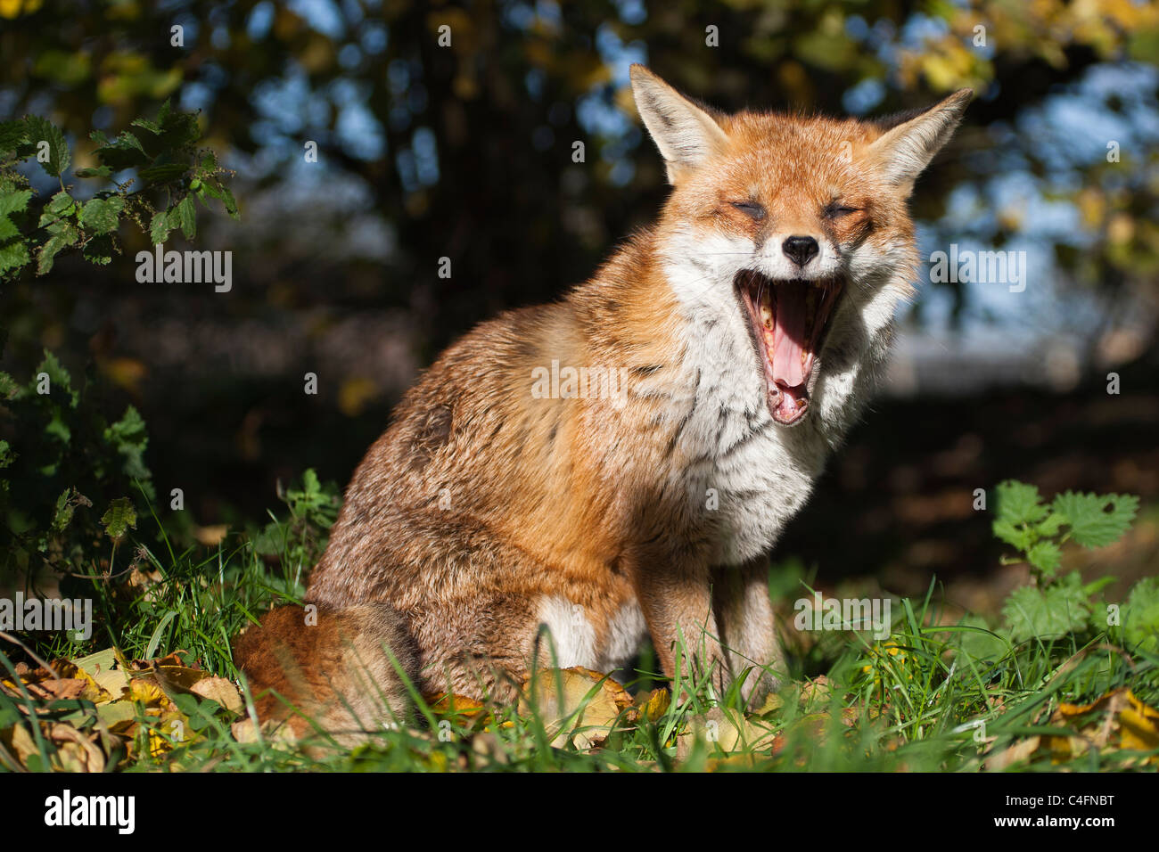 British o unione red fox [vulpes vulpes crucigera] seduta nel campo sbadigli Foto Stock