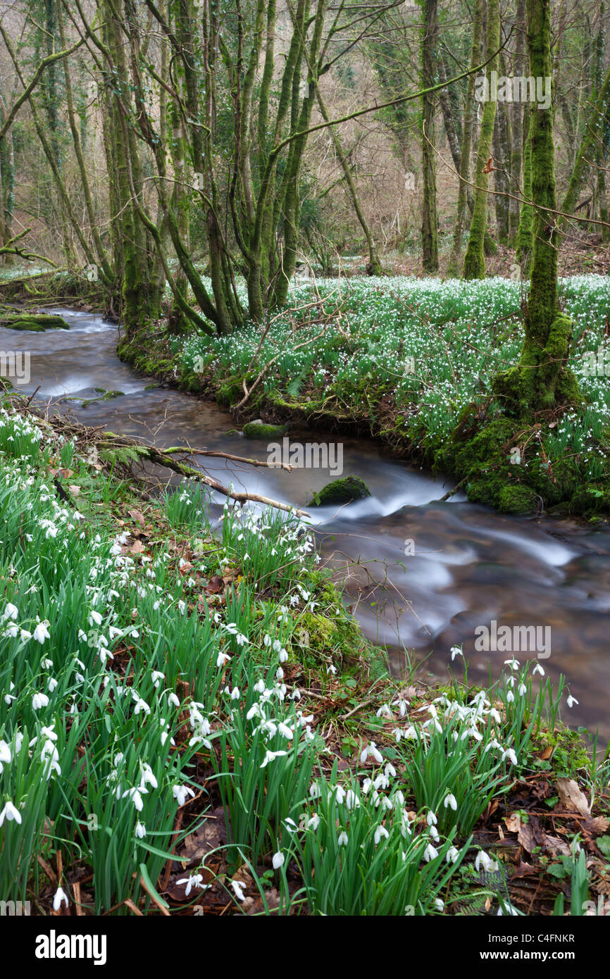 Snowdrops (Galanthus) fioritura accanto al fiume Avill in Nord Hawkwell legno, altrimenti noto come Snowdrop Valley, Exmoor Foto Stock
