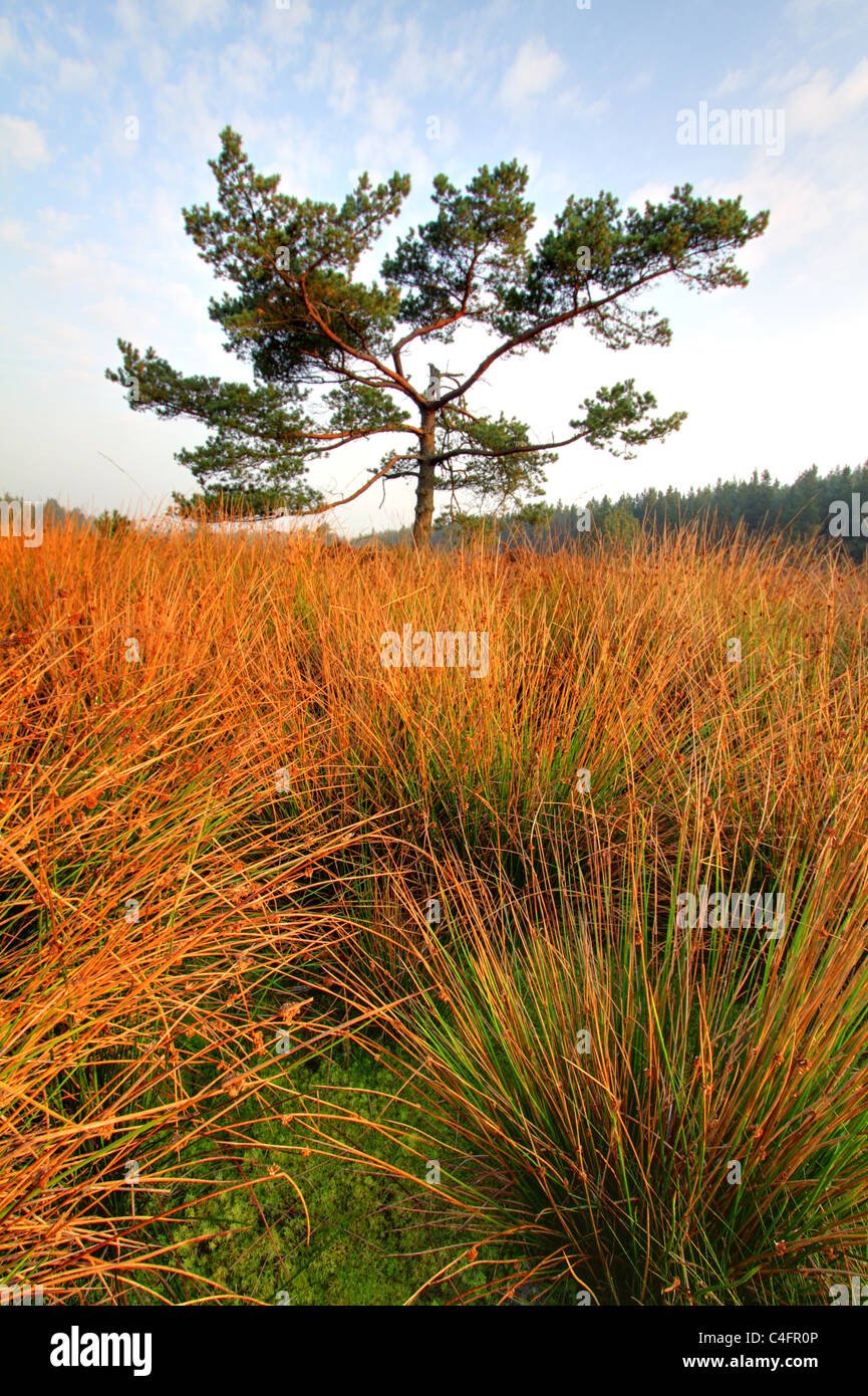 Immagine hdr di pino silvestre (Pinus sylvestris) e Soft Rush (Juncus effusus) Foto Stock