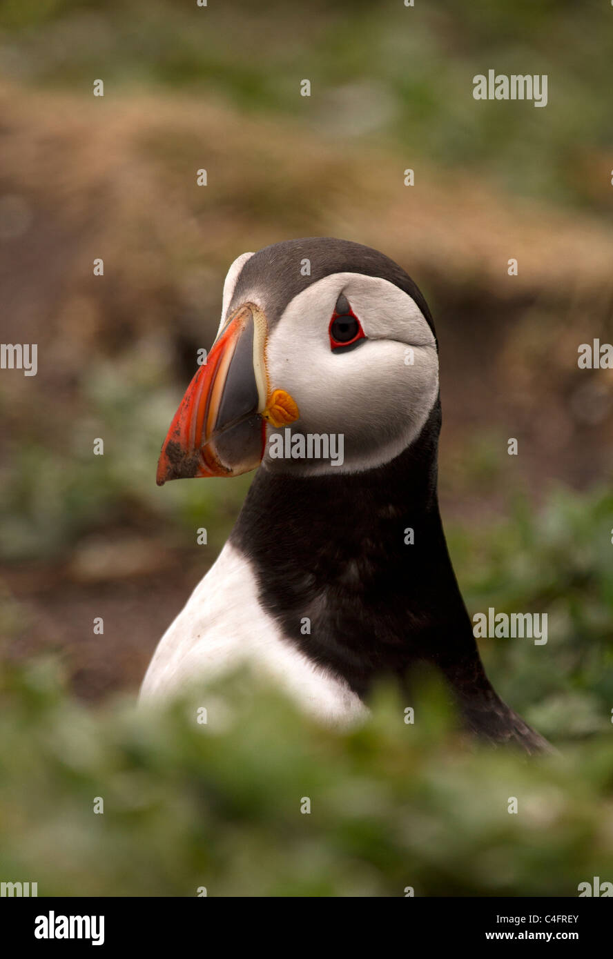 Puffini, Fratercula arctica scavando la tana Foto Stock