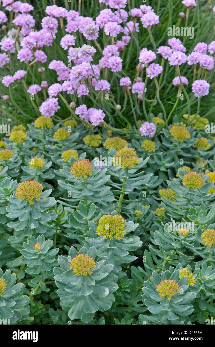 Roseroot: Rhodiola rosea e parsimonia: Armeria maritima. Shetland, Scotland, Regno Unito Foto Stock