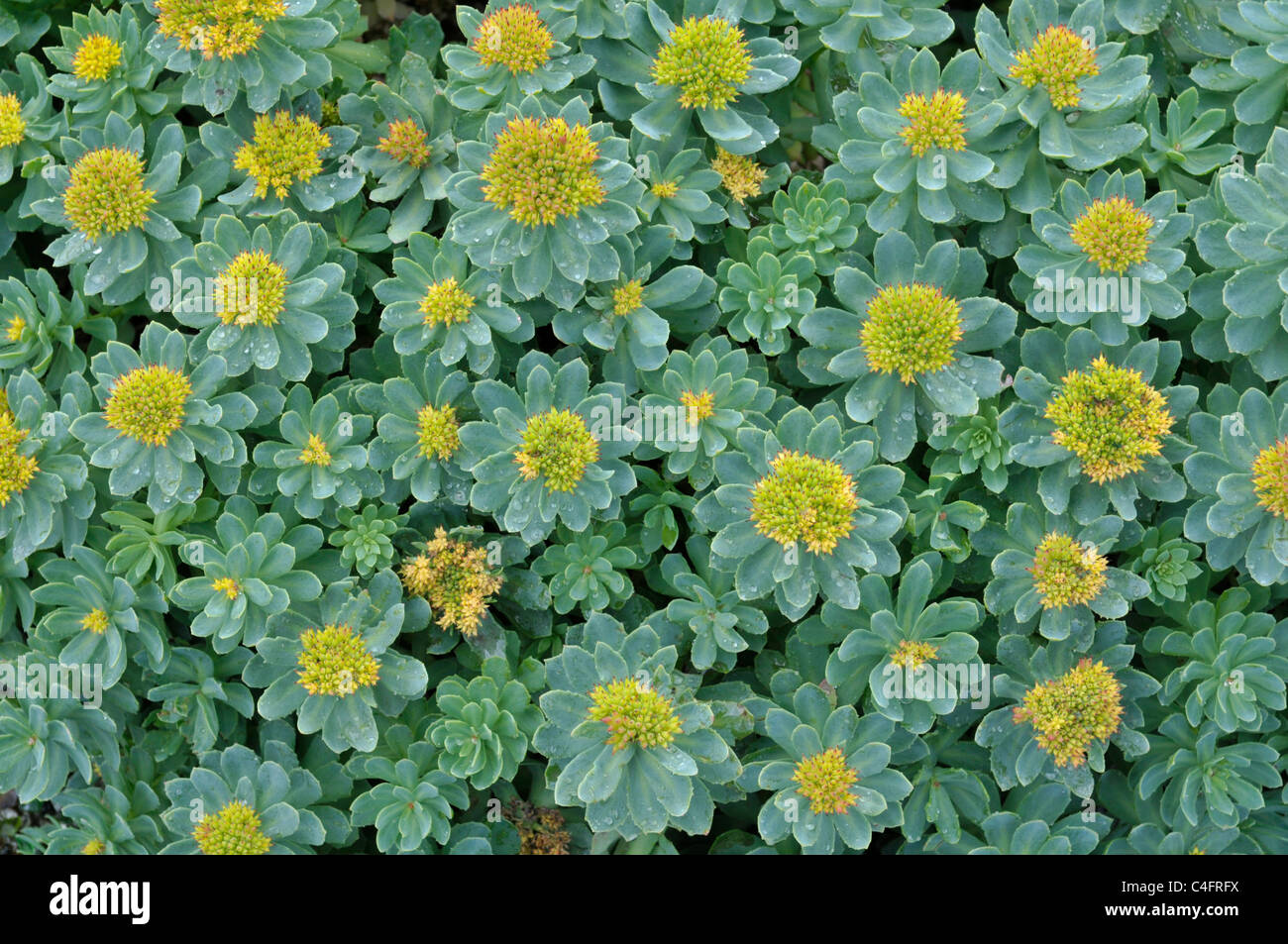 Roseroot: Rhodiola rosea. Shetland, Scotland, Regno Unito Foto Stock