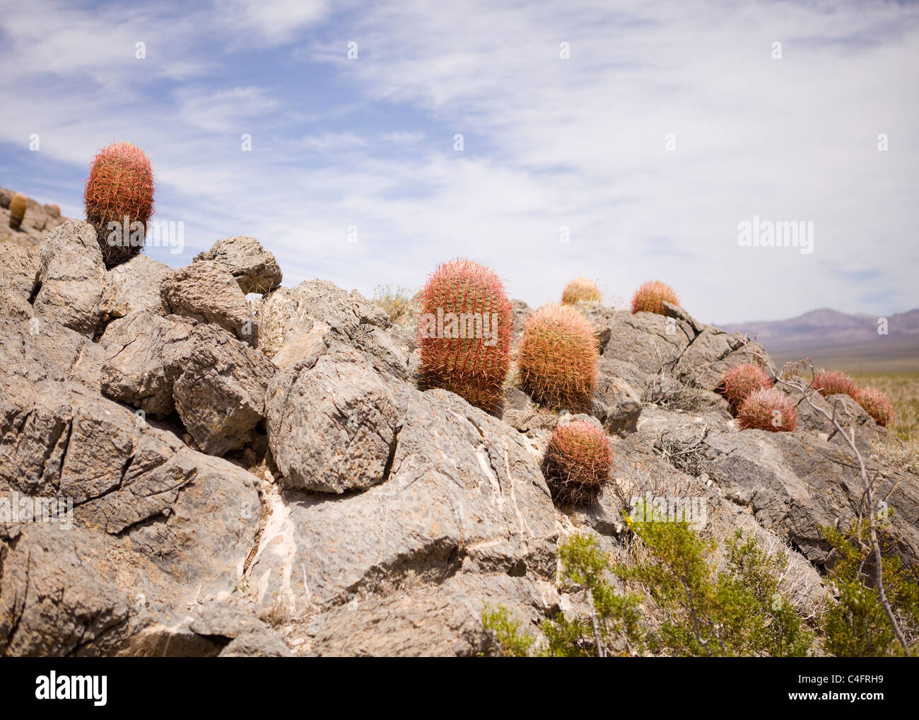 Un gruppo di canna cactus nel suo habitat naturale (Ferocactus cylindraceus ) - Deserto Mojave, California USA Foto Stock