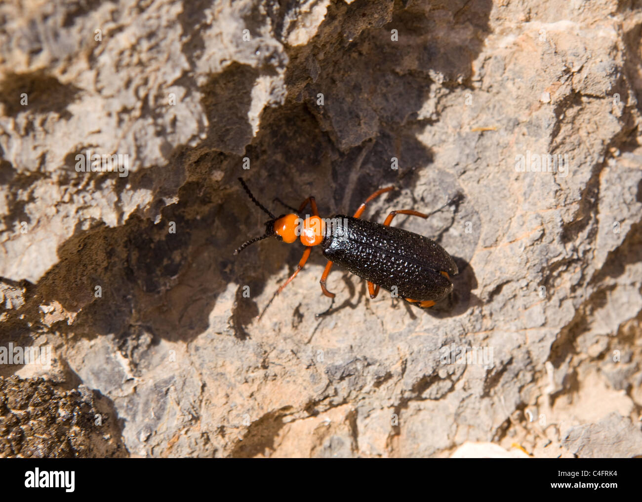 Deserto Blister beetle - Deserto Mojave, CALIFORNIA, STATI UNITI D'AMERICA Foto Stock