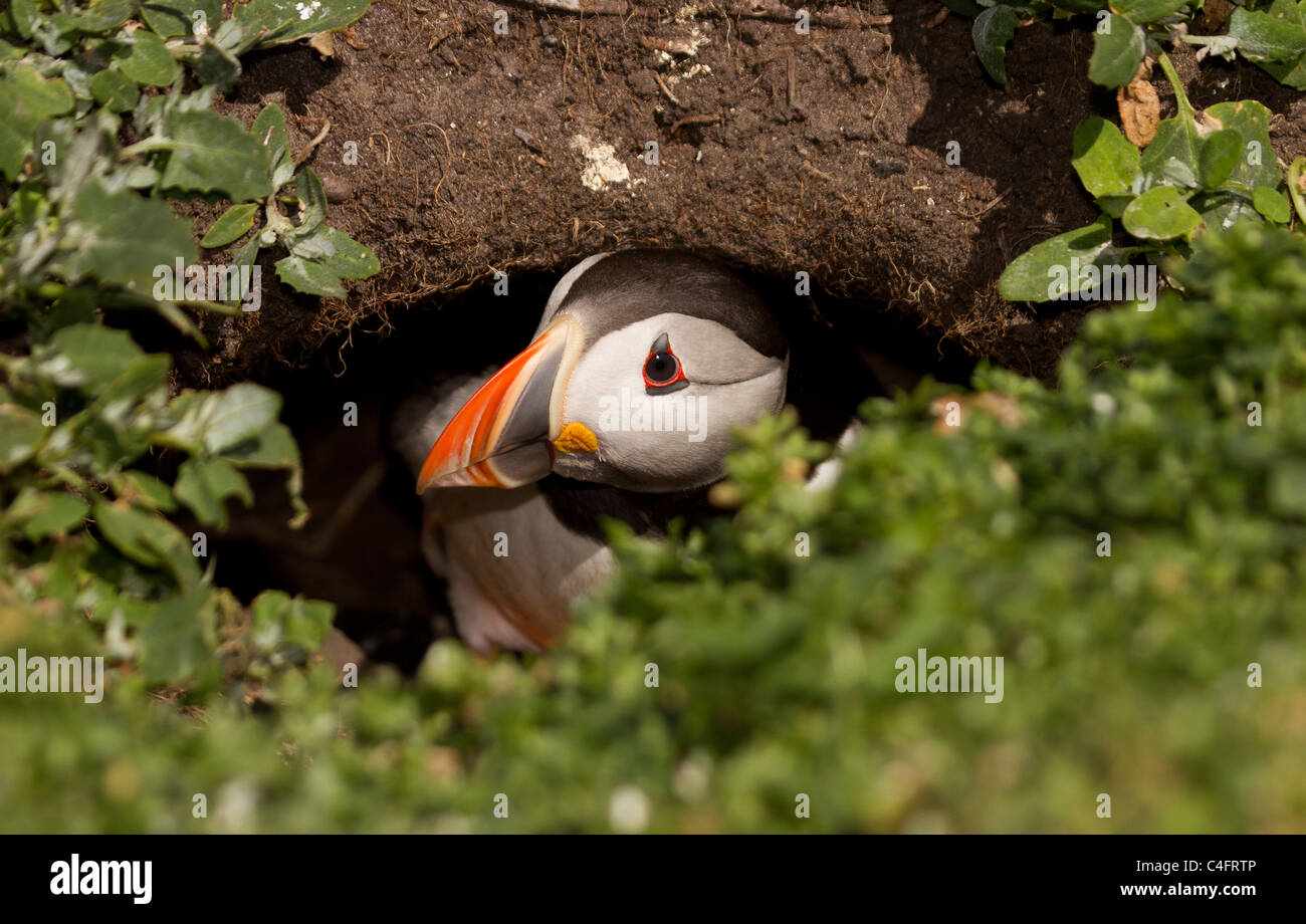 Puffini, Fratercula arctica provenienti dal suo nido sulle isole farne Foto Stock