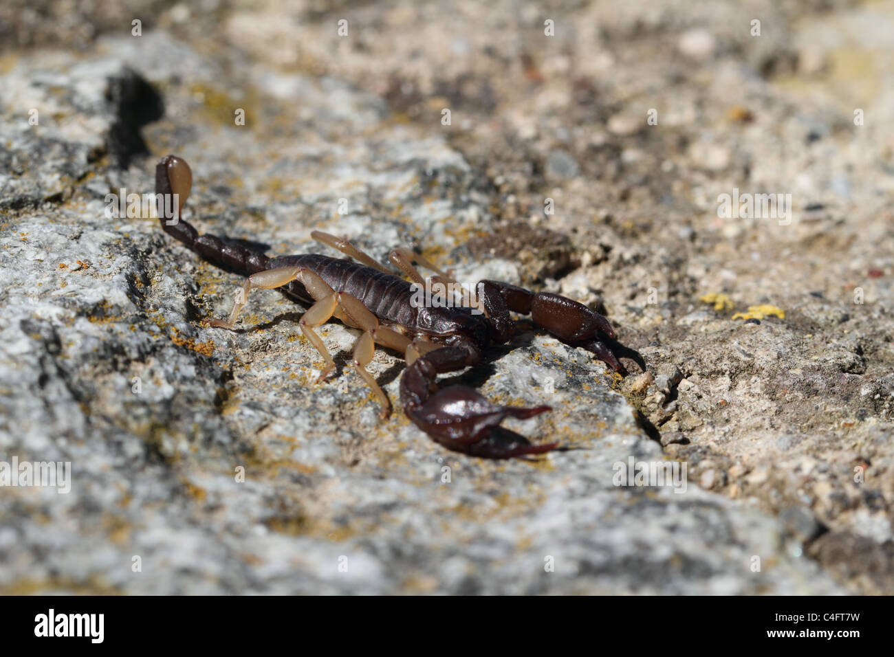 Unione giallo-tailed Scorpion (Euscorpius flavicaudis) che non è raro in Europa meridionale. Foto Stock