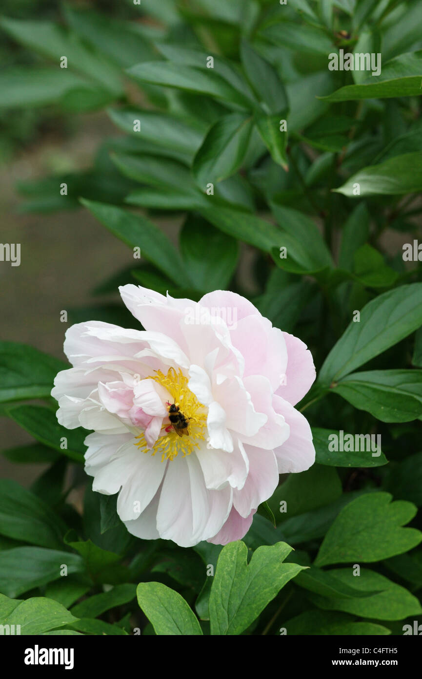 Peonia, fiore Foto Stock