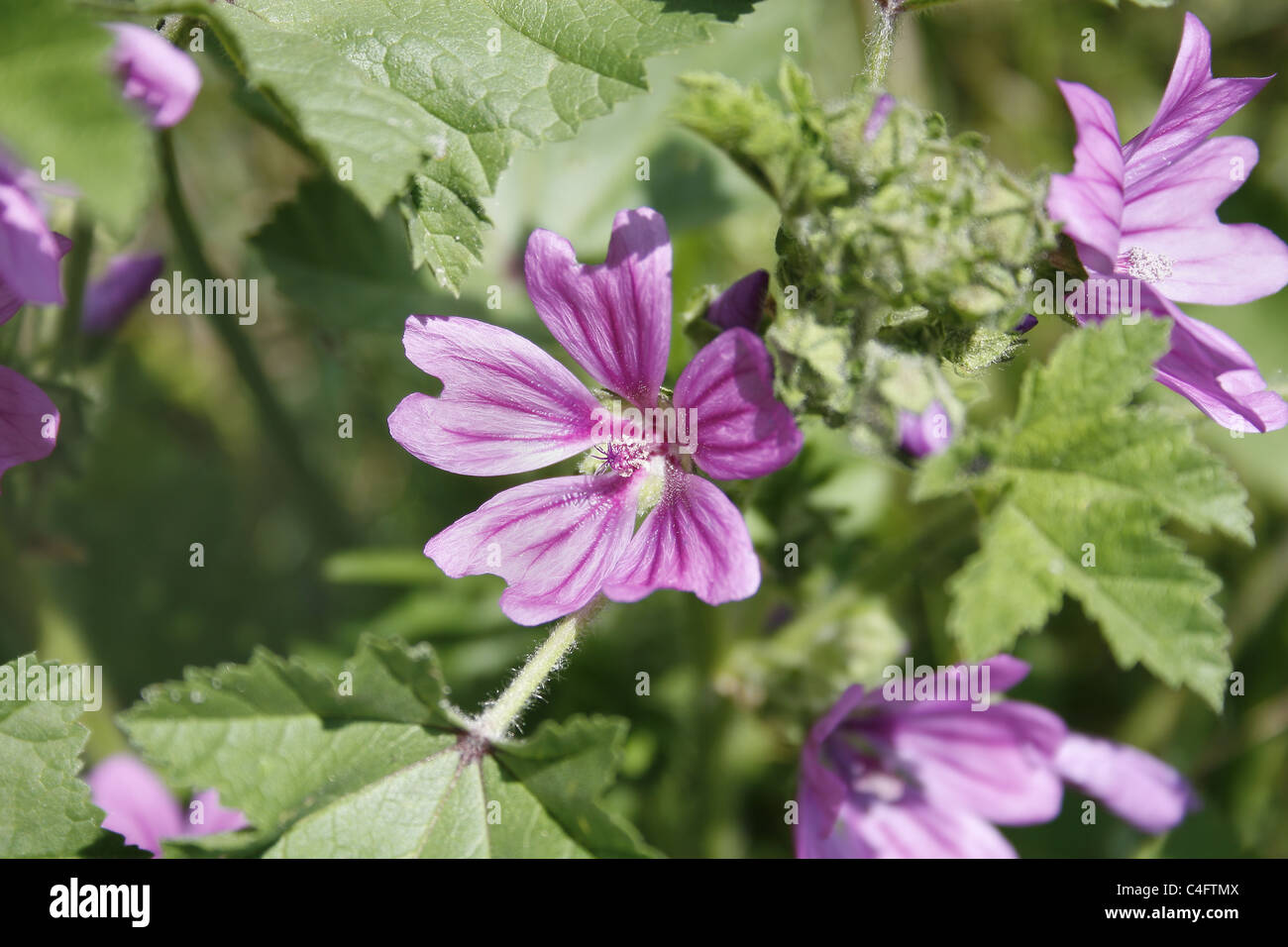 Immagine del comune di fiori di malva Malva Sylvestris Foto Stock