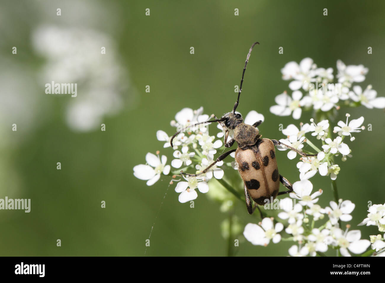 Il longhorn beetle Judolia cerambyciformis Foto Stock
