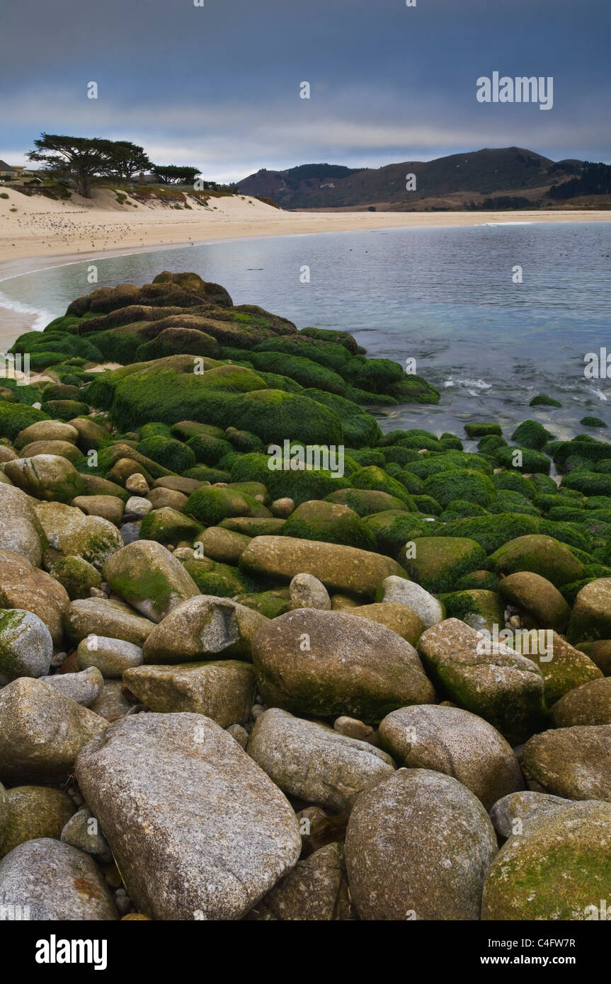 Coperte di alghe rocce lungo il litorale a Fiume Carmel Beach State, penisola di Monterey in California Foto Stock